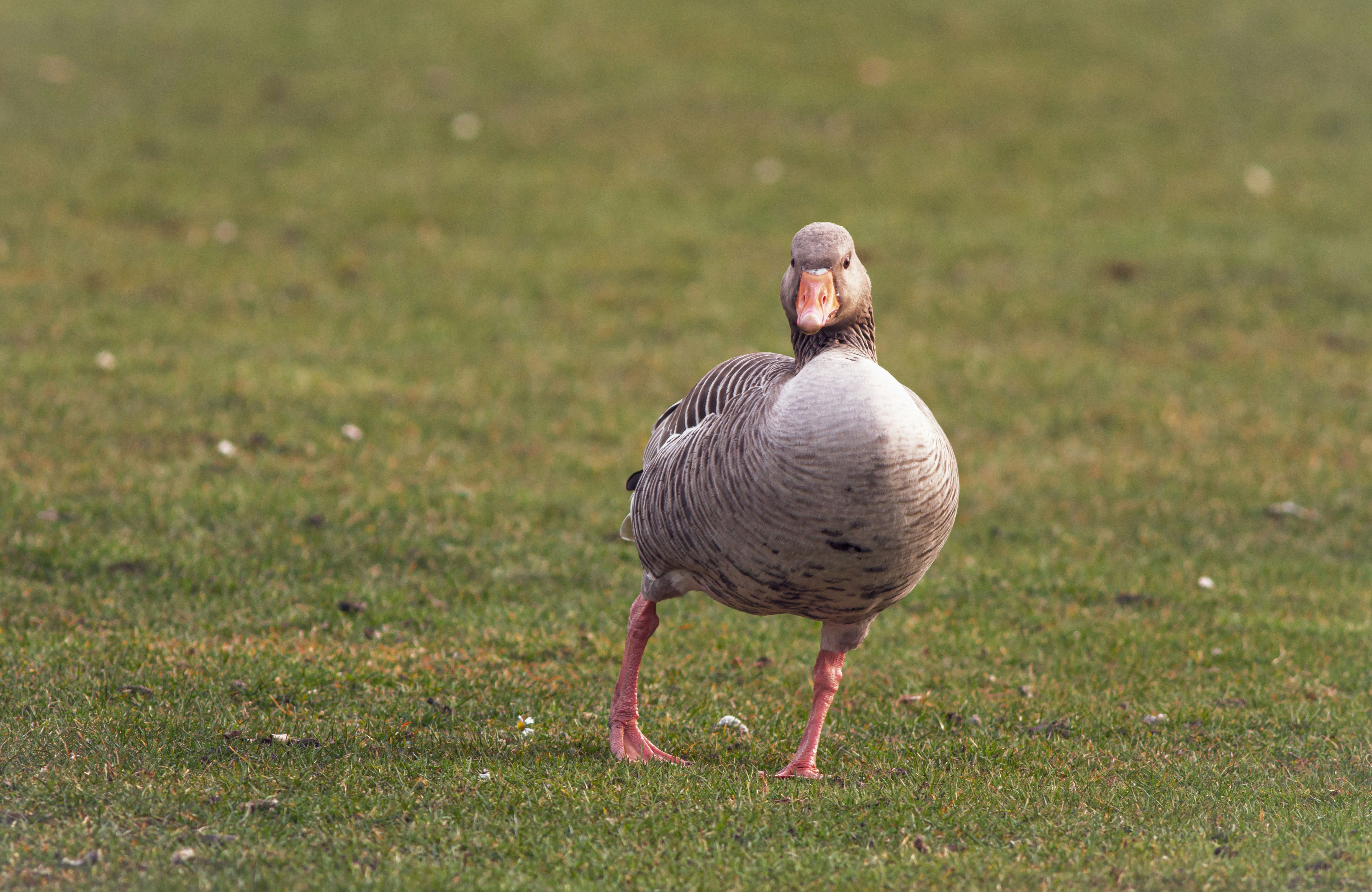 grey duck on green grass field during daytime